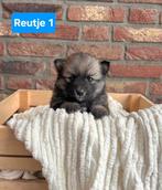 Mooie pomsky puppy's, Overige rassen, CDV (hondenziekte), 8 tot 15 weken, Meerdere