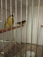 Europese sijsjes, Dieren en Toebehoren, Vogels | Overige Vogels, Mannelijk, Wildzangvogel, Geringd