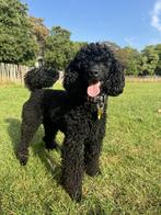 Dwergpoedel dekreu dekking poodle poedel, Dieren en Toebehoren, Reu, 1 tot 2 jaar, Parvo, Eén hond