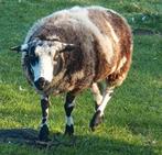 Bonte schapen nog drachtig gedekt schaap pony paard feest, Vrouwelijk, Schaap