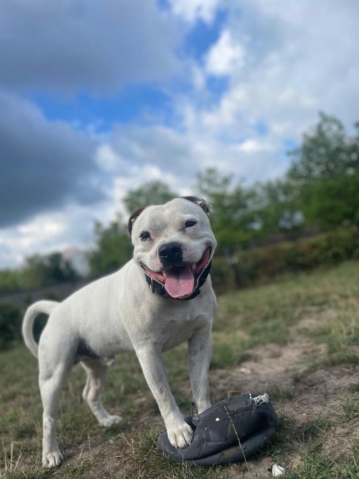 Staffordshire Bull terrier REPRODUKTOR!!!!, Dieren en Toebehoren, Honden | Bulldogs, Pinschers en Molossers, Reu, Overige rassen