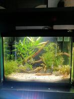Superleuke helemaal kant en klaar 44 cm aquarium in Rotterda, Ophalen, Zo goed als nieuw, Leeg aquarium