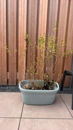 Liguster Vulgare in pot, Tuin en Terras, Planten | Struiken en Hagen, Ophalen of Verzenden, Liguster, Minder dan 100 cm