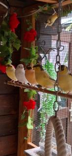 Kanarie/ gloster, Meerdere dieren, Kleurkanarie