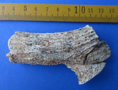 Fossiel deel van een gewei, Hongarije, Beremend, Plioceen, Verzamelen, Mineralen en Fossielen, Fossiel, Verzenden
