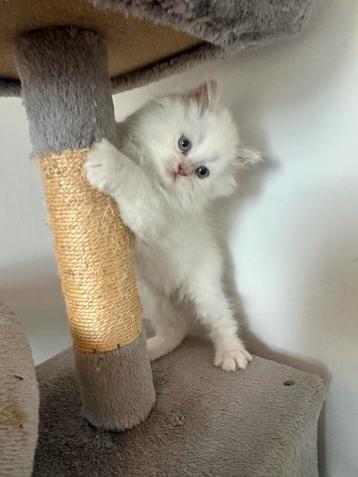 Lieve himalaya langhaar kittens beschikbaar voor biedingen