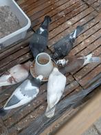 Duiven, Dieren en Toebehoren, Vogels | Duiven, Meerdere dieren