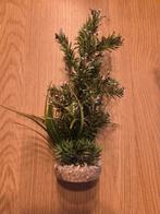 Aquarium plant, Dieren en Toebehoren, Vissen | Aquaria en Toebehoren, Ophalen, Zo goed als nieuw, Plant(en), Steen of Hout