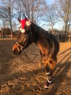 Knappe merrie, Dieren en Toebehoren, Paarden, Merrie, Gechipt, Dressuurpaard, 0 tot 2 jaar