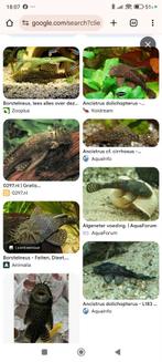 Borstelneus algeneter, Vis