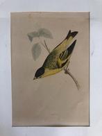 Vogelprent Siskin (Koolmees), Gebruikt, Ophalen of Verzenden, Dier, Voor 1940