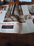 Artikel over Dr. S. Tymstra Hattem prehistorische bomen, Verzamelen, Tijdschriften, Kranten en Knipsels, Ophalen of Verzenden
