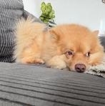 Hond Marley zoekt oppas, Oktober, Mannelijk