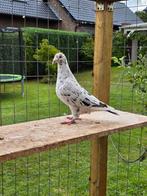 Bruin zwart stipper postduiven duiven, Mannelijk, Postduif