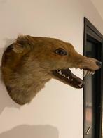 Opgezette vos, Ophalen of Verzenden, Zo goed als nieuw, Vogel, Opgezet dier