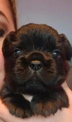 Prachtig Fluffy Franse Bulldog reutje met stamboom, Reu, 8 tot 15 weken, Bulldog, Eén hond