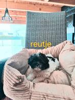 Te koop mooie kleinblijvende boomer pup, Parvo, Overige rassen, 8 tot 15 weken, Meerdere