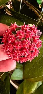 Hoya MB1247 (Raspberry Sun), Ophalen of Verzenden, In pot, Halfschaduw, Minder dan 100 cm