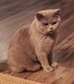 Britsekorthaar dekkater