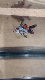 Ryukin goudvis, Dieren en Toebehoren