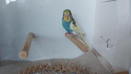 Grasparkiet, Dieren en Toebehoren, Vogels | Parkieten en Papegaaien, Parkiet, Mannelijk, Tam, Geringd