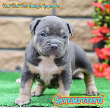 Tricolor American Bully pocket pups, Amerikaanse Bully❤️ beschikbaar voor biedingen