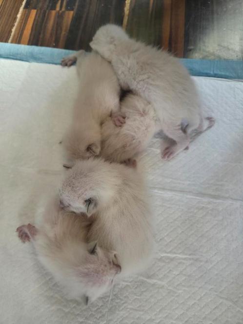 Siamese kittens, Dieren en Toebehoren, Katten en Kittens | Raskatten | Korthaar, Poes, Gechipt, Ontwormd, Ingeënt