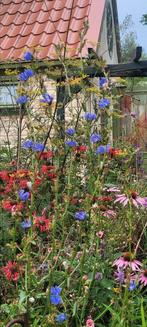 Veel soorten planten, Tuin en Terras, Planten | Tuinplanten, Ophalen, Zomer, Overige soorten, Volle zon