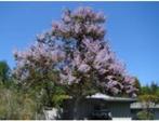 Te koop: jonge boom, keizersboom, Vaste plant, Halfschaduw, Lente, Ophalen