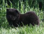 CHOW CHOW PUPS UIT GETESTE OUDERS, Dieren en Toebehoren, Honden | Poolhonden, Keeshonden en Oertypen, Overige rassen, 8 tot 15 weken