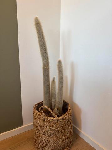 Cactus 105 cm incl. Mand beschikbaar voor biedingen