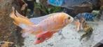Aulonocara fire fish, Dieren en Toebehoren, Vissen | Aquariumvissen