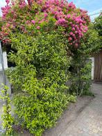Portugese laurier 4*, Tuin en Terras, Planten | Bomen, Ophalen of Verzenden, Halfschaduw, Overige soorten, 100 tot 250 cm