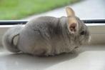 chinchilla beige vrouwtje, Dieren en Toebehoren, Augustus, Vrouwelijk, Chinchilla