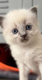 Ragdoll kittens beschikbaar vanaf eind aug., Meerdere dieren