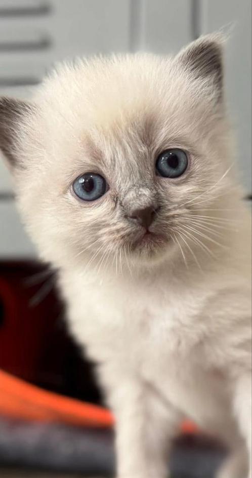 Ragdoll kittens beschikbaar vanaf eind aug., Dieren en Toebehoren, Katten en Kittens | Raskatten | Langhaar, Meerdere dieren