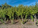 meerstammige groenblijvende laurier Novita 250-350cm, Tuin en Terras, Planten | Bomen, Lente, Dakboom, Volle zon, 250 tot 400 cm