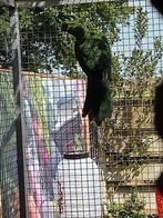 Gezocht diverse vogels, Meerdere dieren, Parkiet