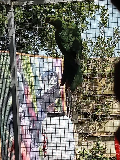 Gezocht diverse vogels, Dieren en Toebehoren, Vogels | Parkieten en Papegaaien, Parkiet, Meerdere dieren