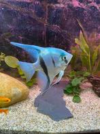 Prachtige grote maanvis - Pterophyllum scalare, Dieren en Toebehoren, Vis