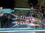 Tigrinus catfish