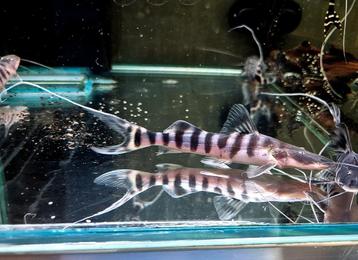 Tigrinus catfish  beschikbaar voor biedingen