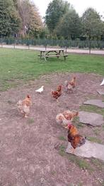 Kippen, Dieren en Toebehoren, Pluimvee, Vrouwelijk, Kip