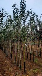 Malus  'Elstar' appelboom🍎🌿  hoogstam, Ophalen, Volle zon, Overige soorten