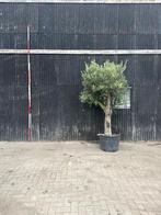 Olijfboom 250 hoog, Tuin en Terras, Planten | Bomen, Olijfboom, 250 tot 400 cm, Ophalen