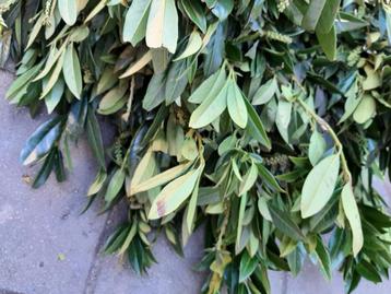 Prunus l. Otto Luyken Laurier wintergroen lage soort haag beschikbaar voor biedingen