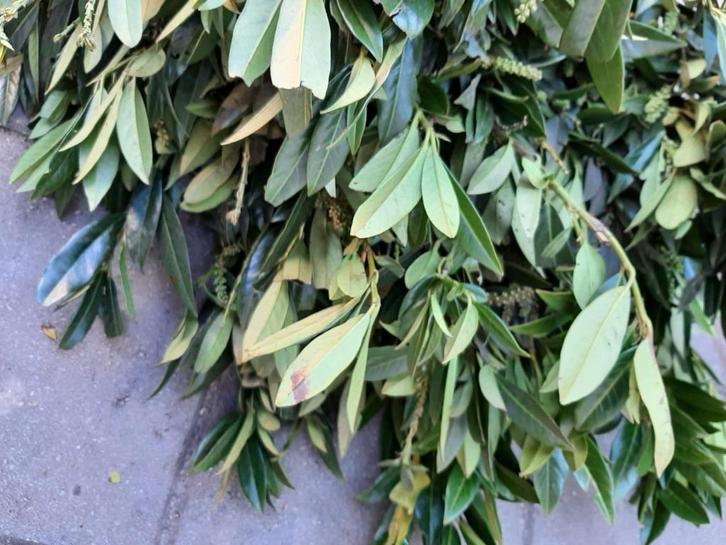 Prunus l. Otto Luyken Laurier wintergroen lage soort haag, Tuin en Terras, Planten | Struiken en Hagen, Haag, Laurier, Ophalen of Verzenden