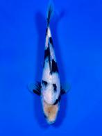 VHQ Tateshita Shiro Utsuri 25-30cm Japanse koi, Karper of Koi