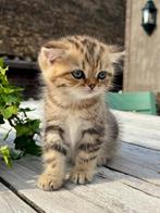 Britse korthaar kittens, Dieren en Toebehoren, Katten en Kittens | Raskatten | Korthaar, Meerdere dieren, Gechipt, 0 tot 2 jaar