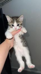 Kitten te koop, Dieren en Toebehoren, Katten en Kittens | Raskatten | Korthaar